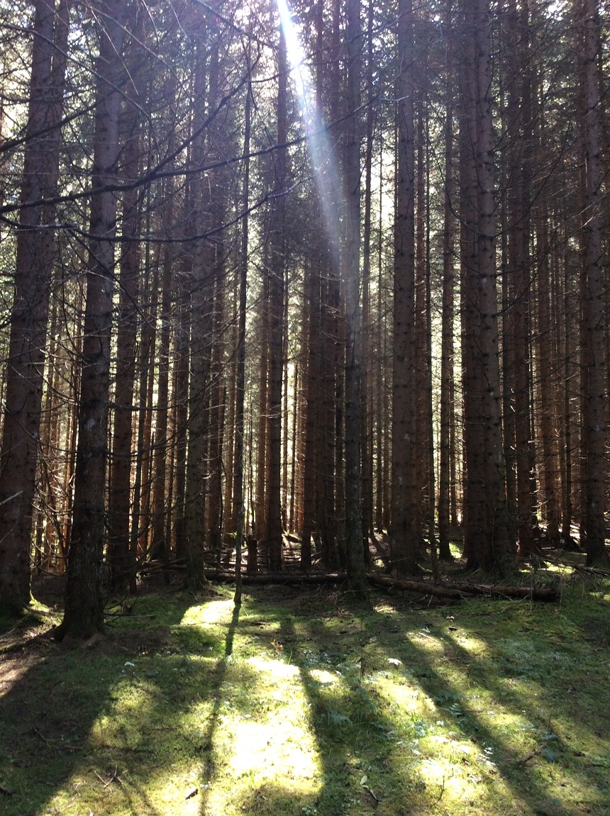 Deep Forrest