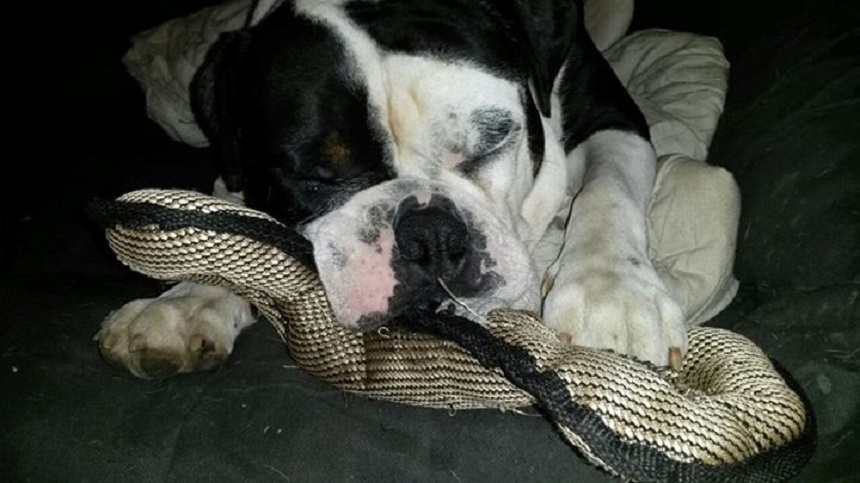 Dexter