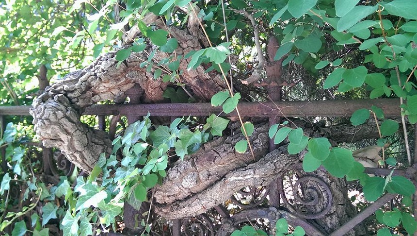 Die Natur