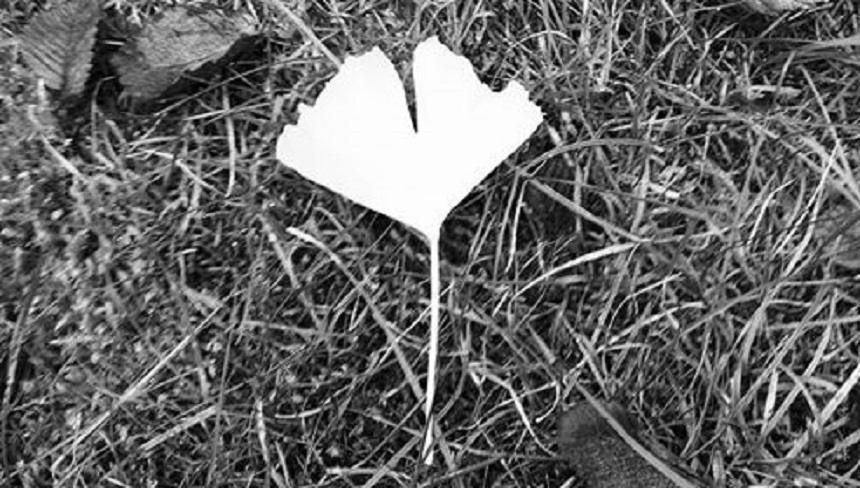 Wie ein Herbstblatt